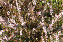 Aster ericoides 'Herbstmyrte' bestellen